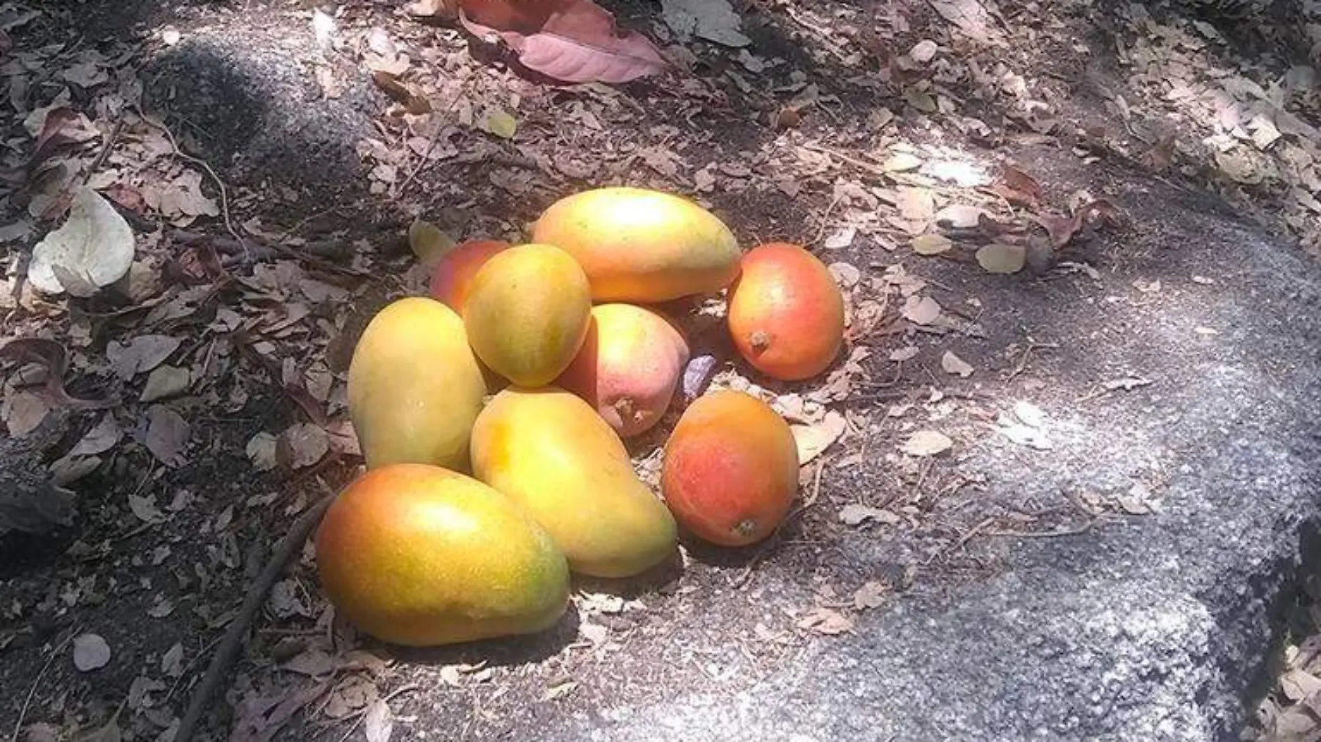 Mangos de Baja California Sur